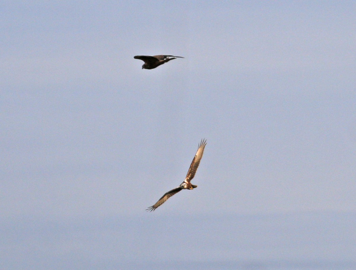 Eastern Marsh Harrier - ML611569145