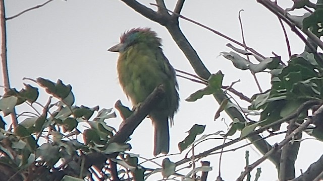 Blue-throated Barbet - ML611569162