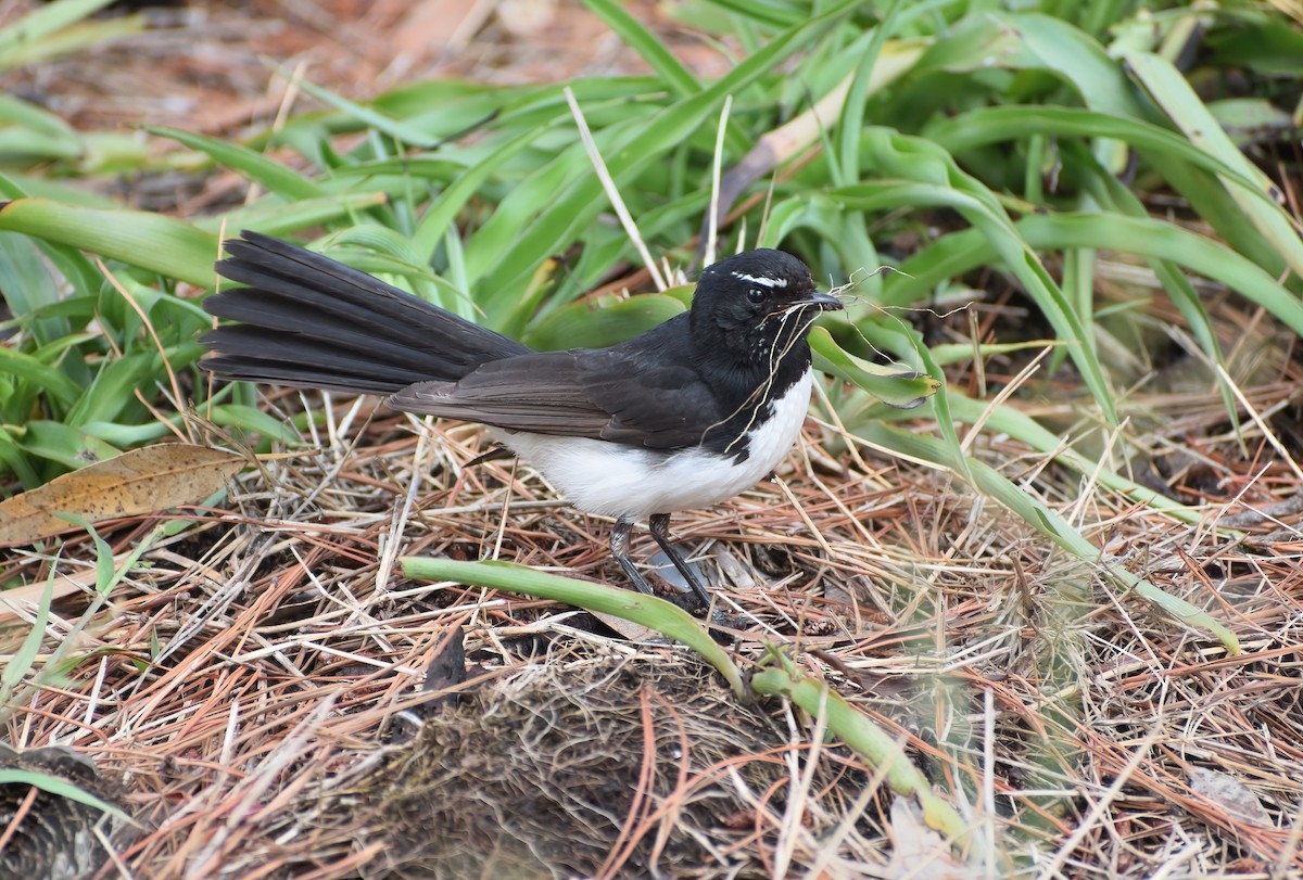 Willie-wagtail - ML611569188