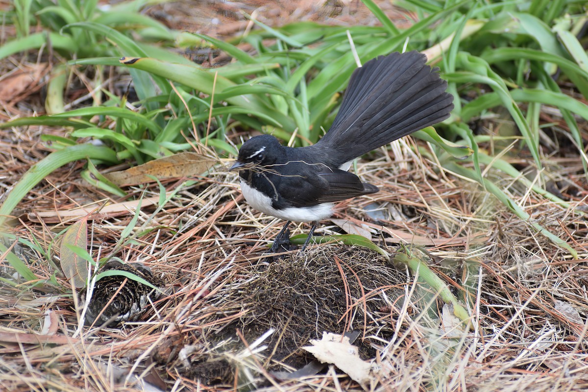 Willie-wagtail - ML611569189