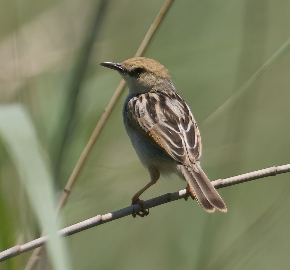 Rufous-winged Cisticola - ML611569240