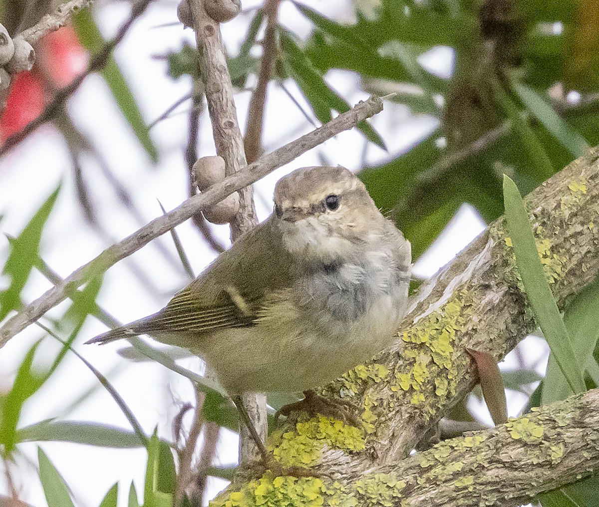Hume's Warbler - ML611569248