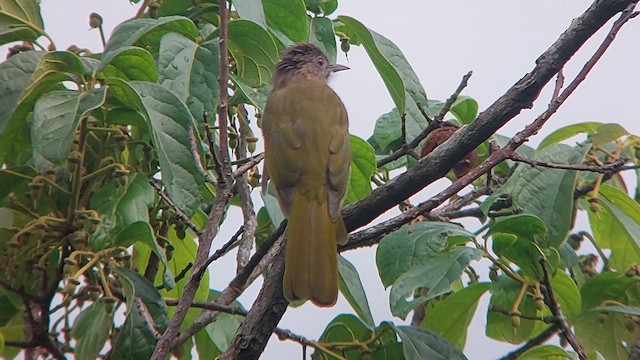 ミヤマヒヨドリ - ML611569281