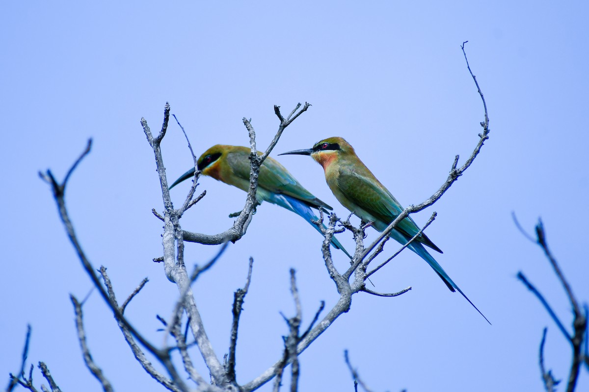 Blue-tailed Bee-eater - ML611569287