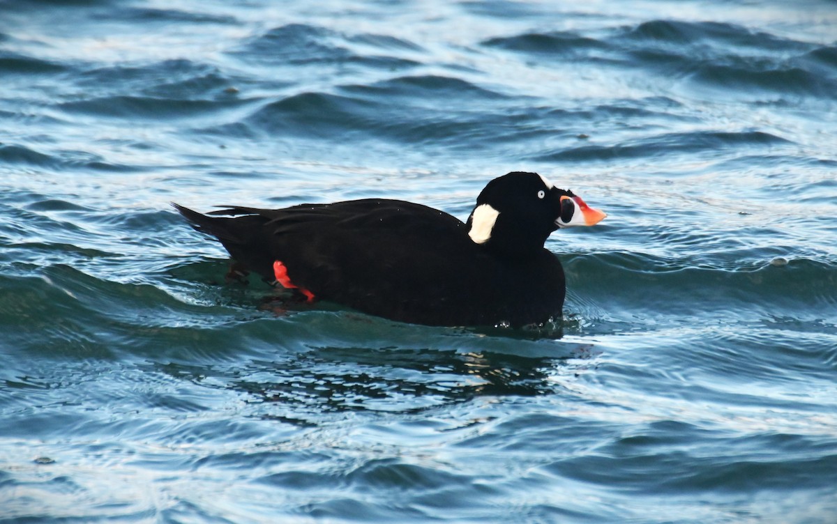 Surf Scoter - ML611569290