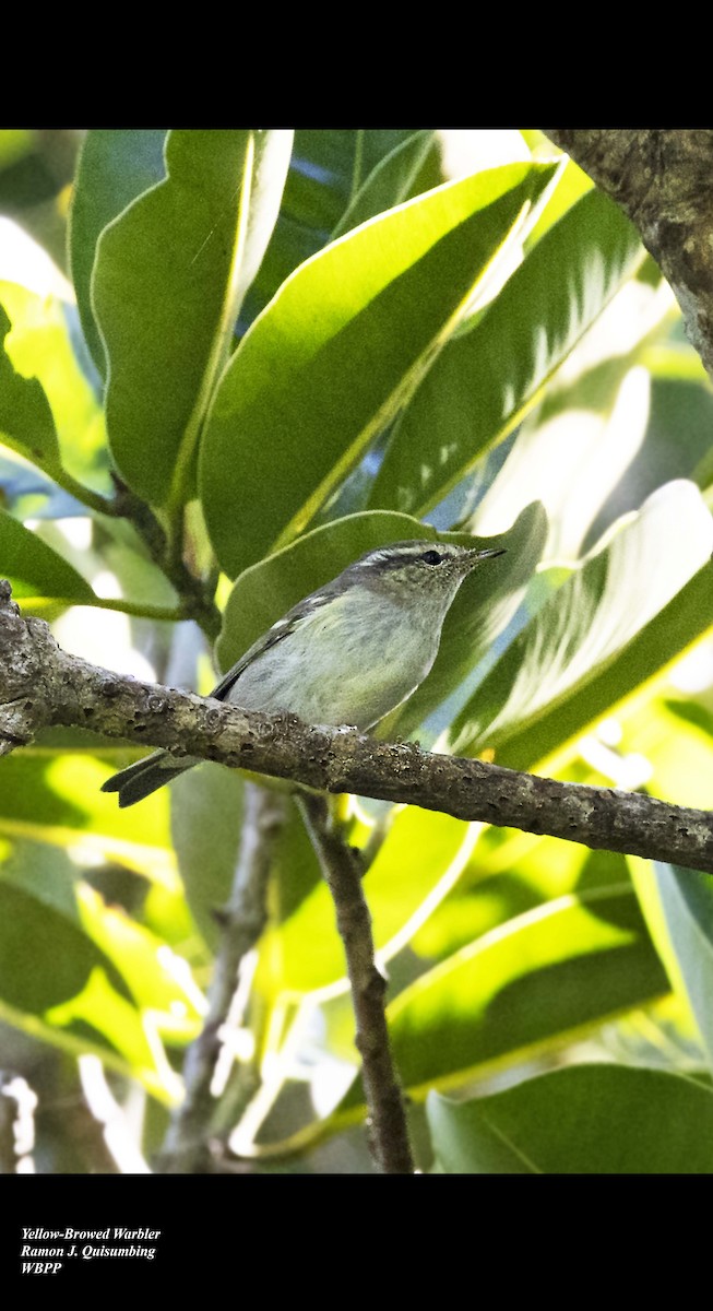 Mosquitero Bilistado - ML611569301