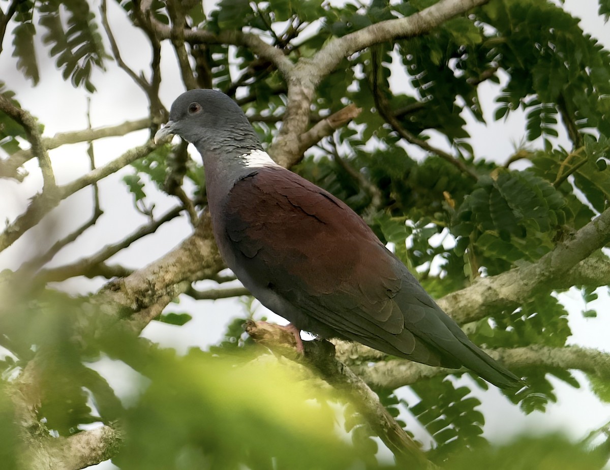 Delegorgue's Pigeon - John Gregory