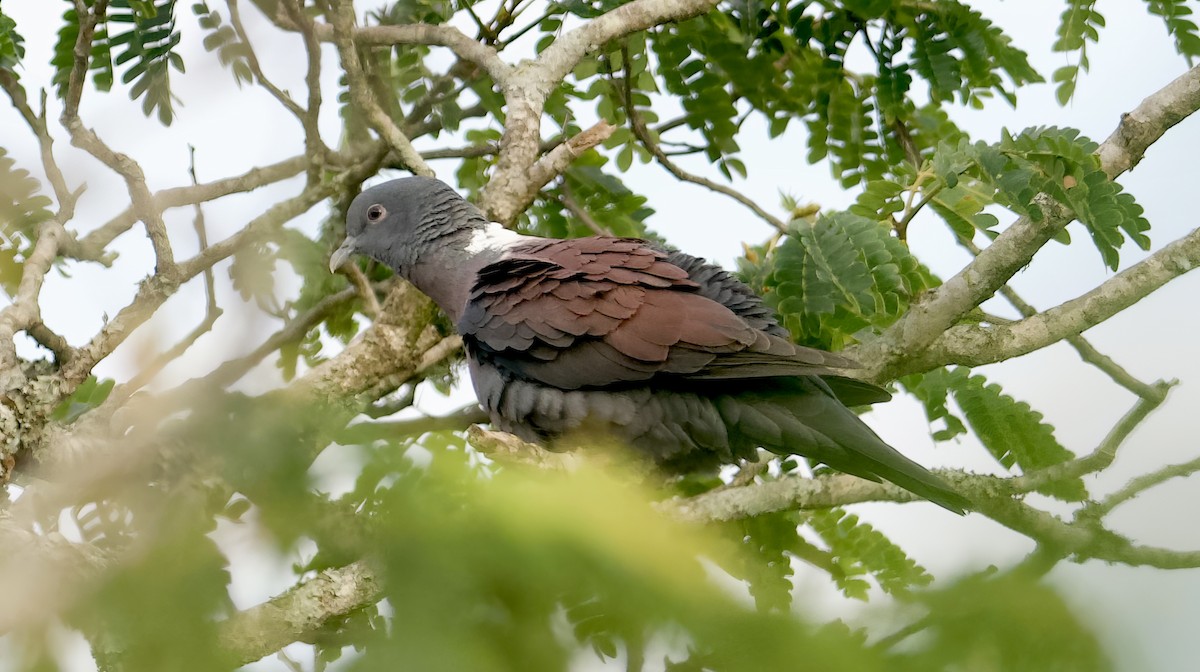 Delegorgue's Pigeon - ML611569337