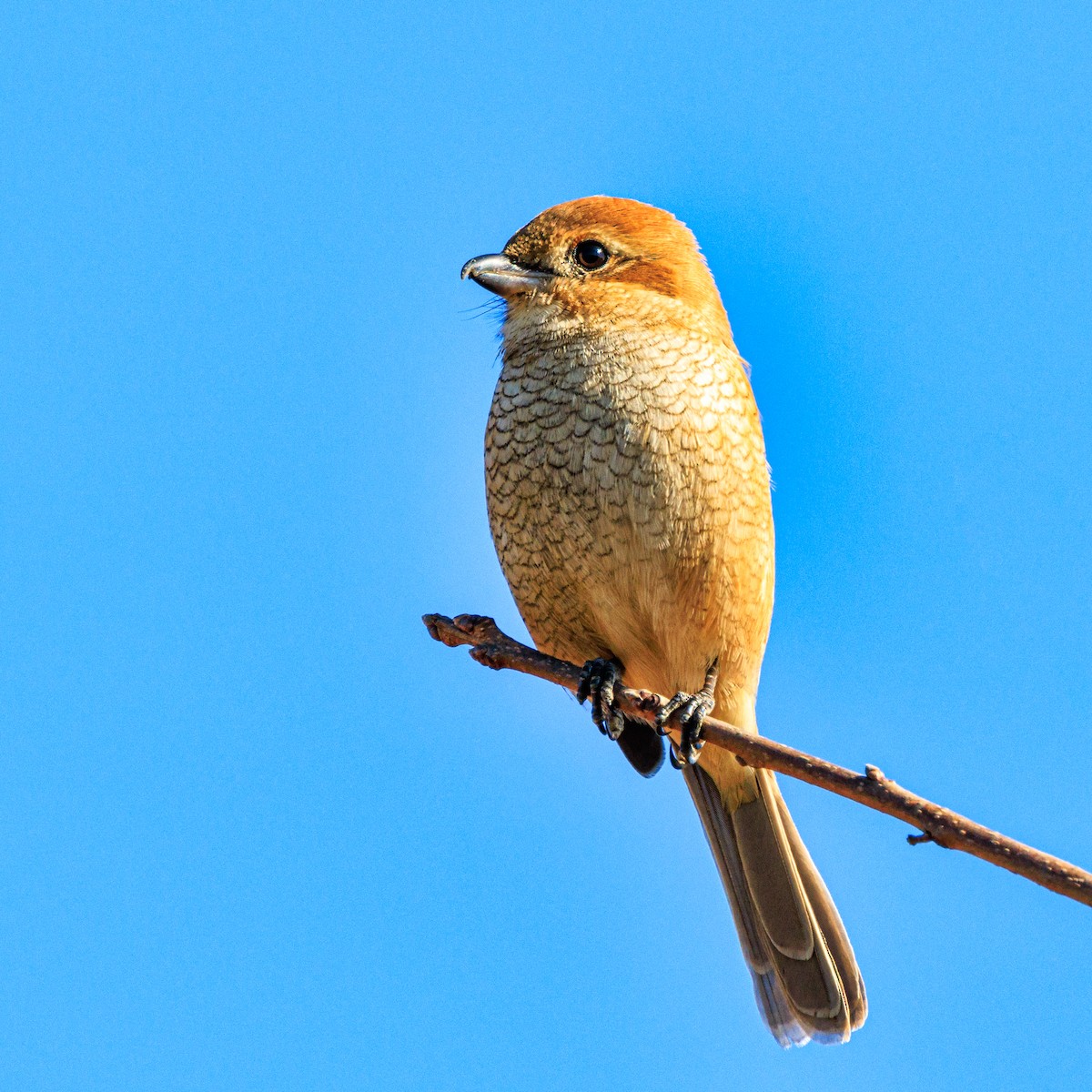 Bull-headed Shrike - ML611569353