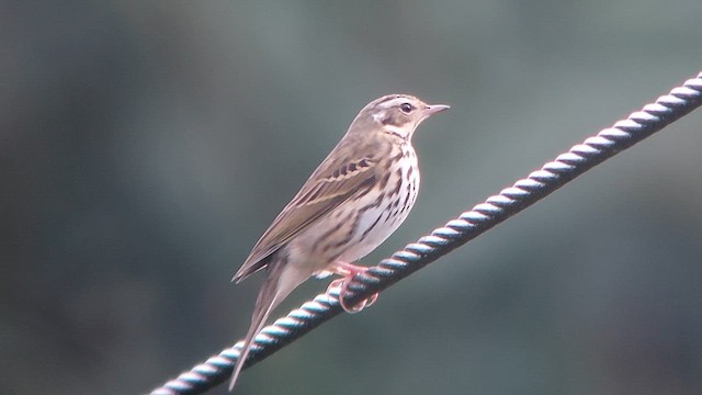Olive-backed Pipit - ML611569367