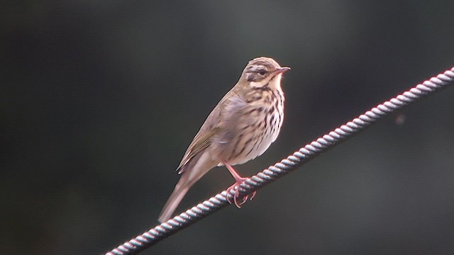 Olive-backed Pipit - ML611569370
