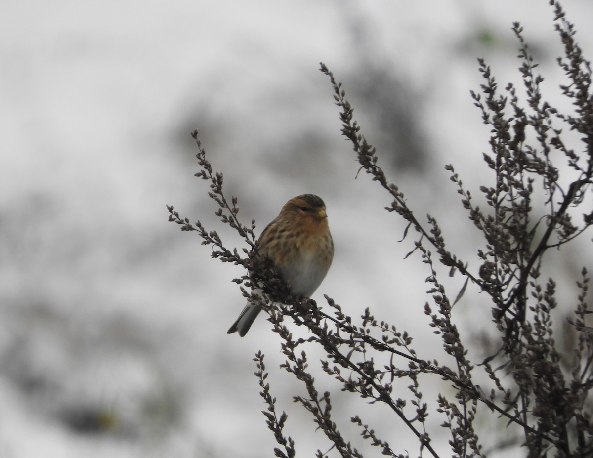 Twite - ML611569449