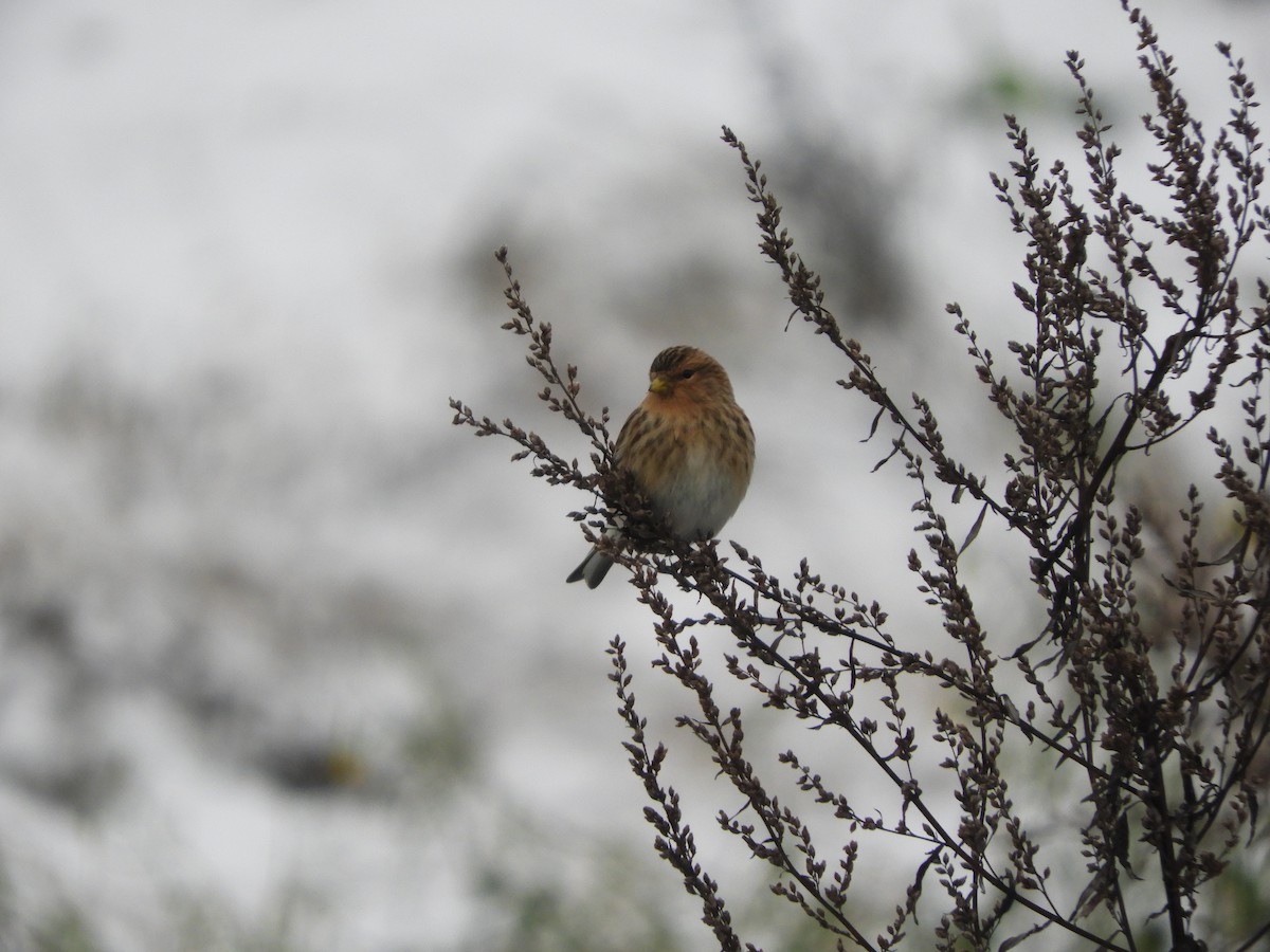 Twite - ML611569450