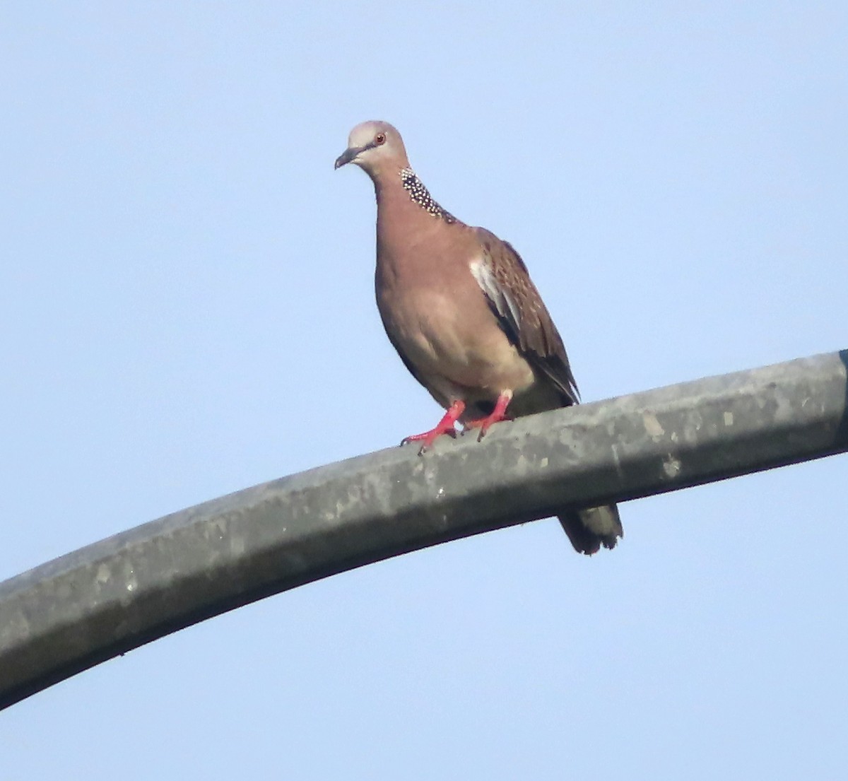 Spotted Dove - ML611569453