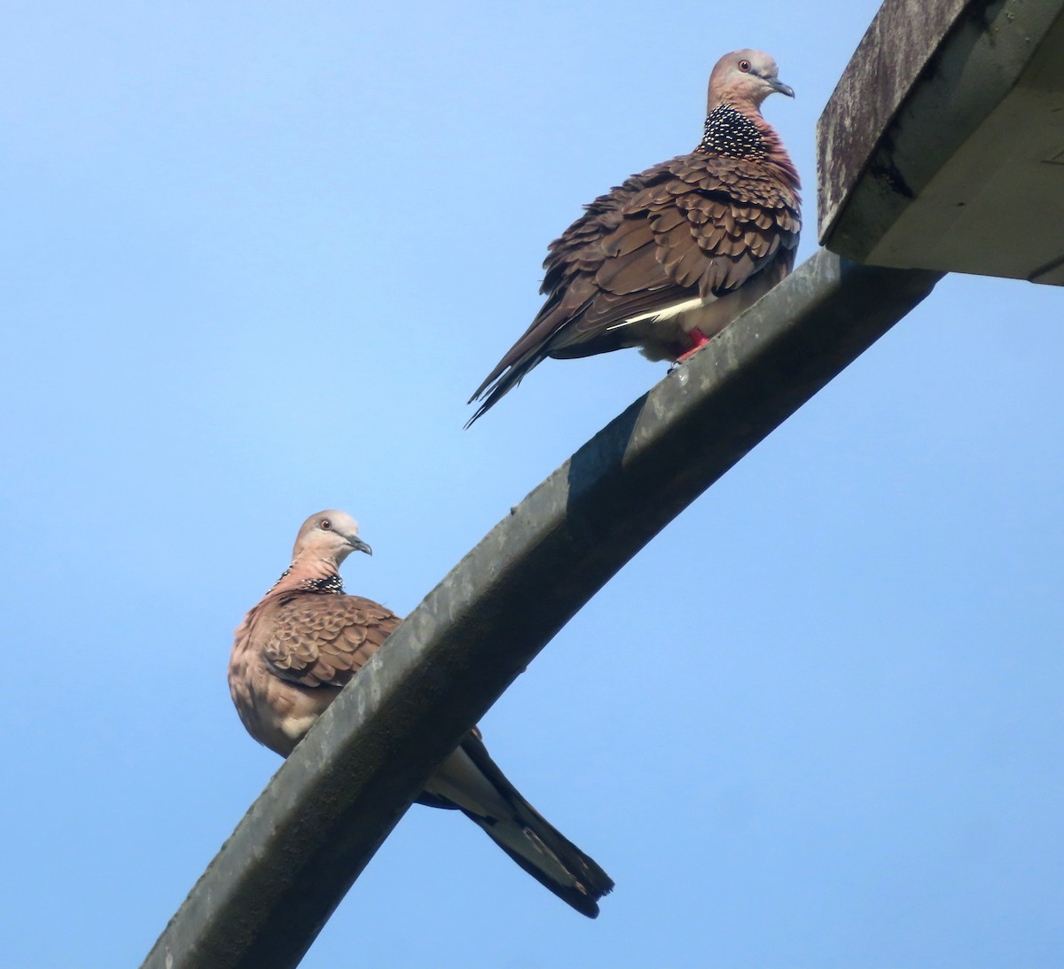 Spotted Dove - ML611569454