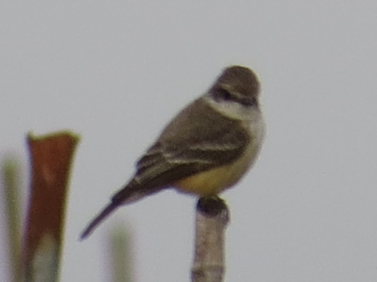 Vermilion Flycatcher - Tim Carney