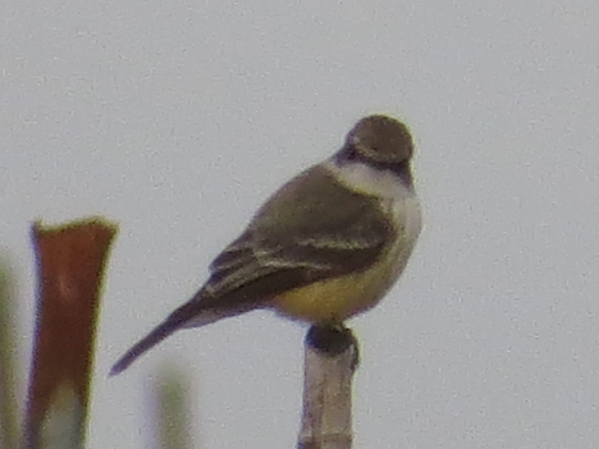 Vermilion Flycatcher - ML611569471