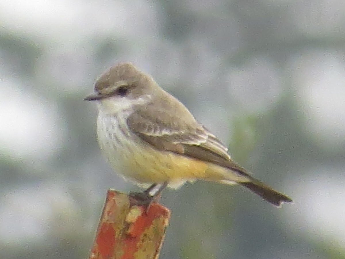 Vermilion Flycatcher - ML611569479