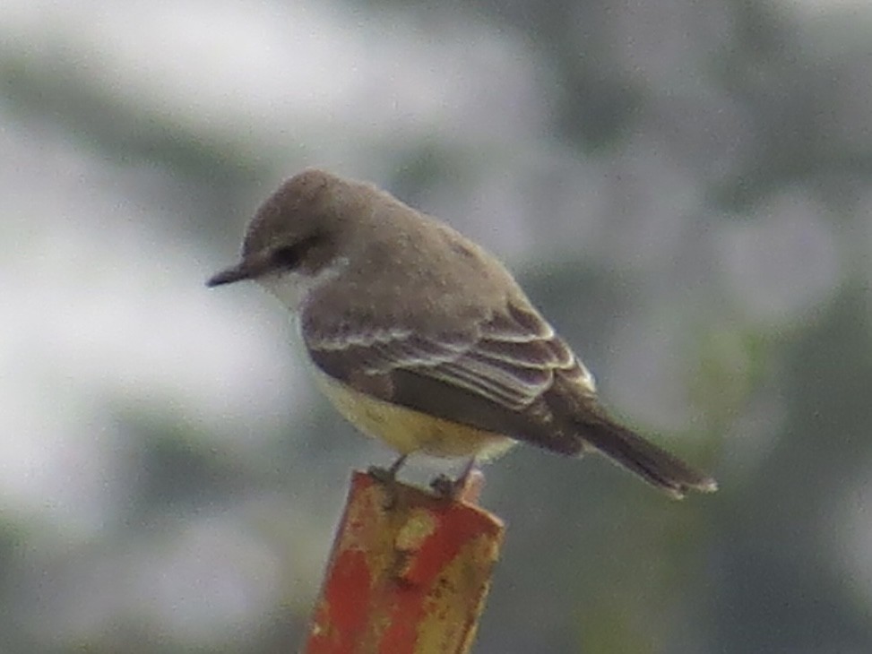 Vermilion Flycatcher - ML611569481