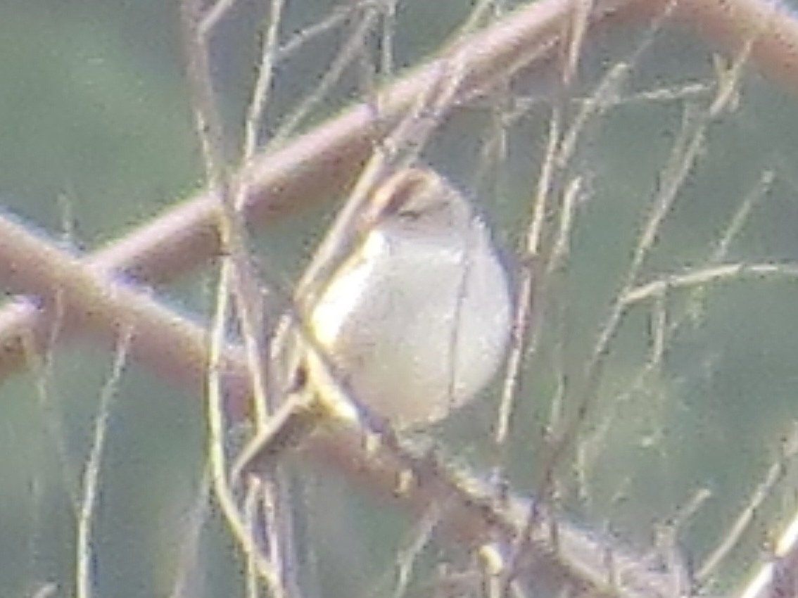 Chingolo Coroniblanco (leucophrys) - ML611569484