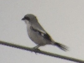 Loggerhead Shrike - ML611569501