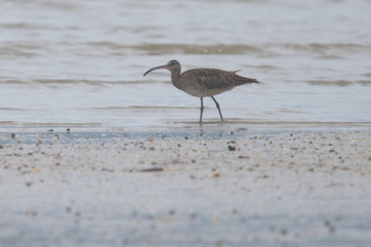 Whimbrel - ML611569516