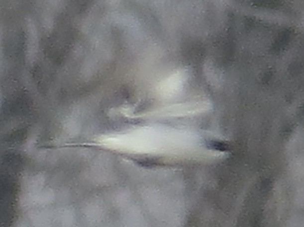 Loggerhead Shrike - ML611569521