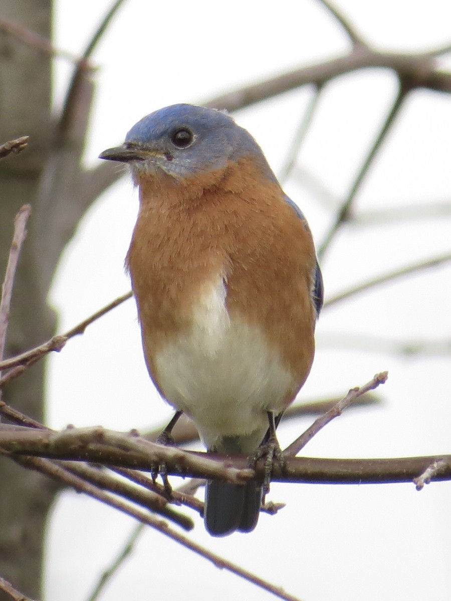 Eastern Bluebird - Tim Carney