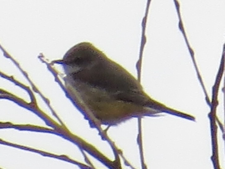 Vermilion Flycatcher - ML611569571