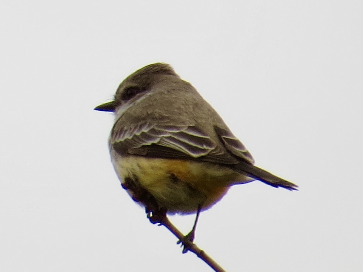 Vermilion Flycatcher - Tim Carney