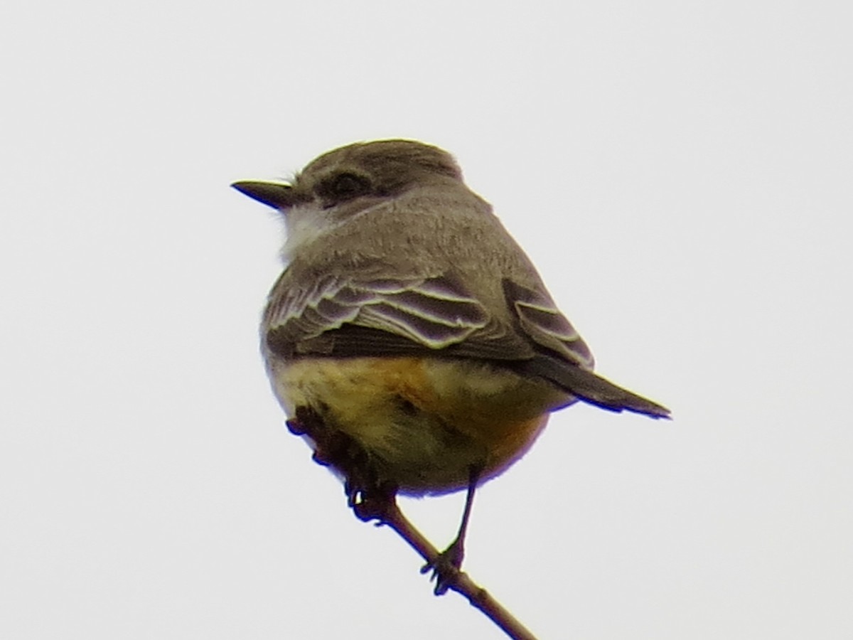 Vermilion Flycatcher - Tim Carney