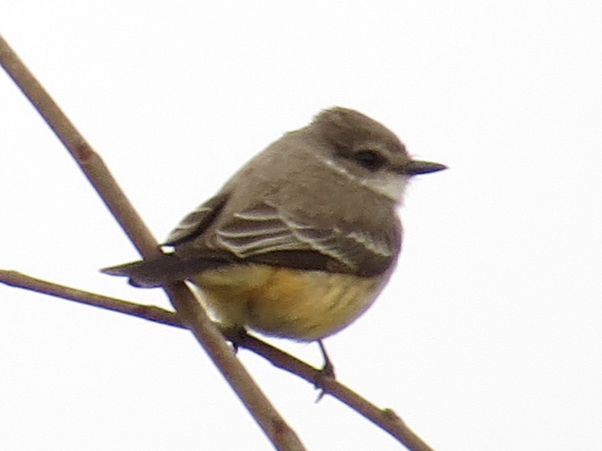 Vermilion Flycatcher - Tim Carney