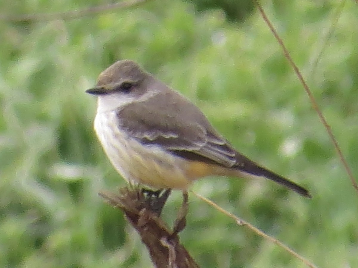 Vermilion Flycatcher - ML611569578