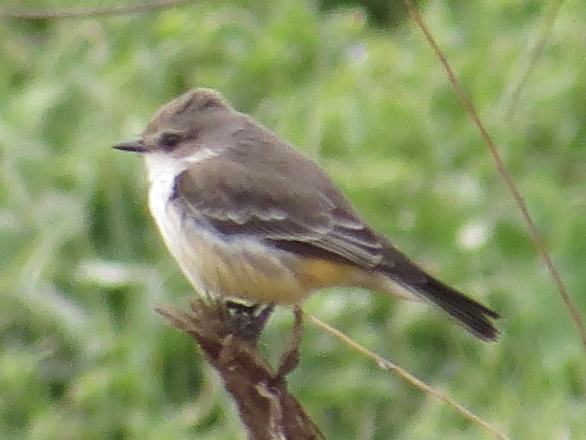 Vermilion Flycatcher - Tim Carney