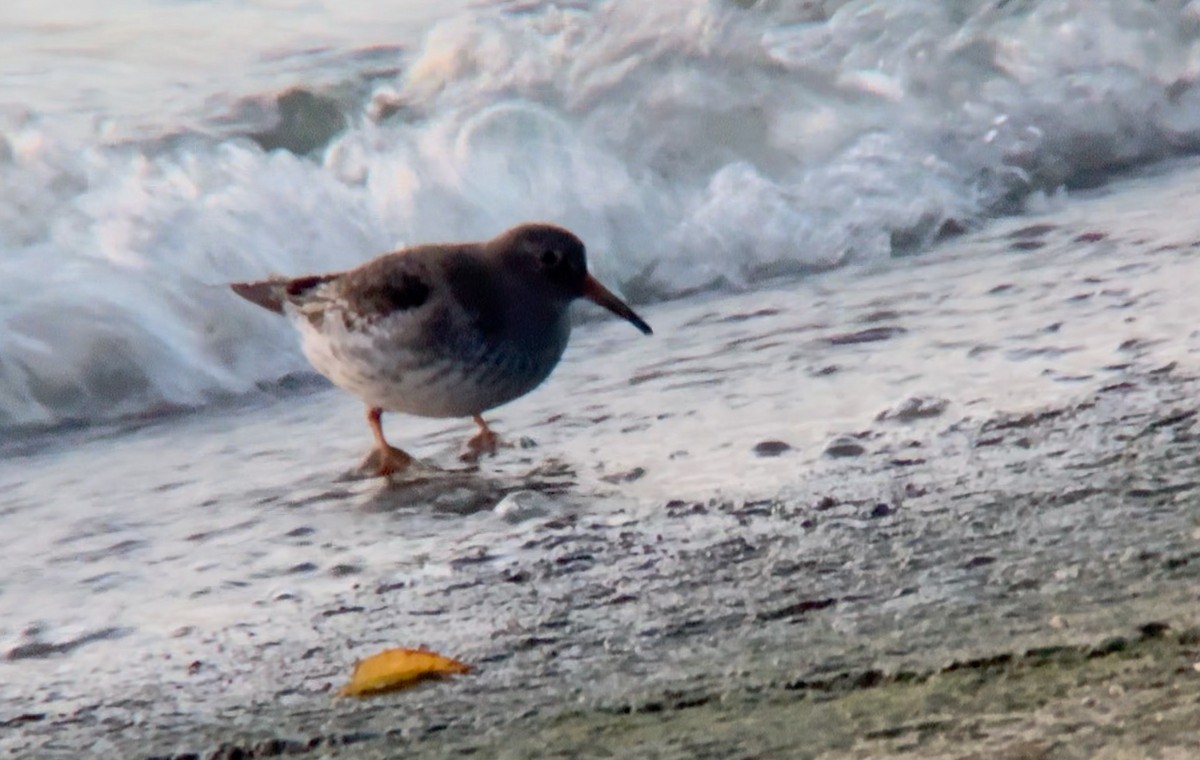 Purple Sandpiper - Mark Gurney