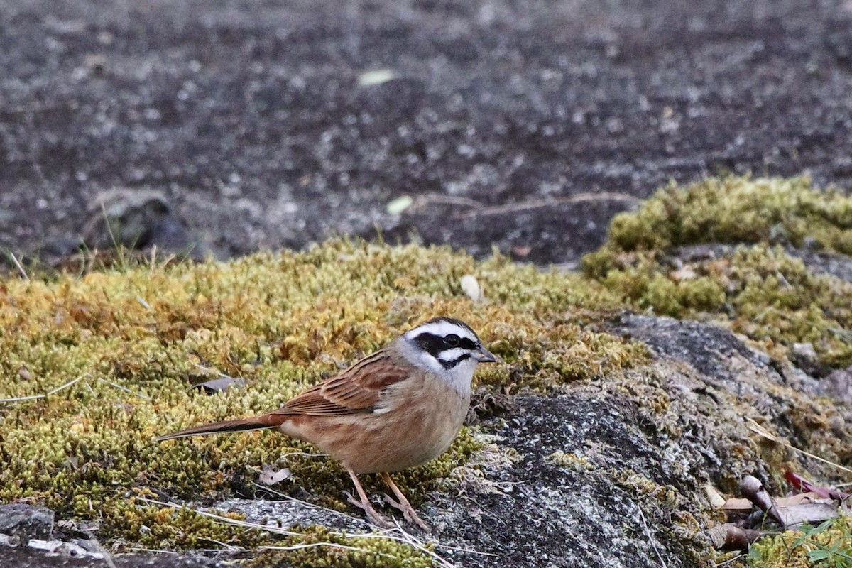 Meadow Bunting - ML611569599