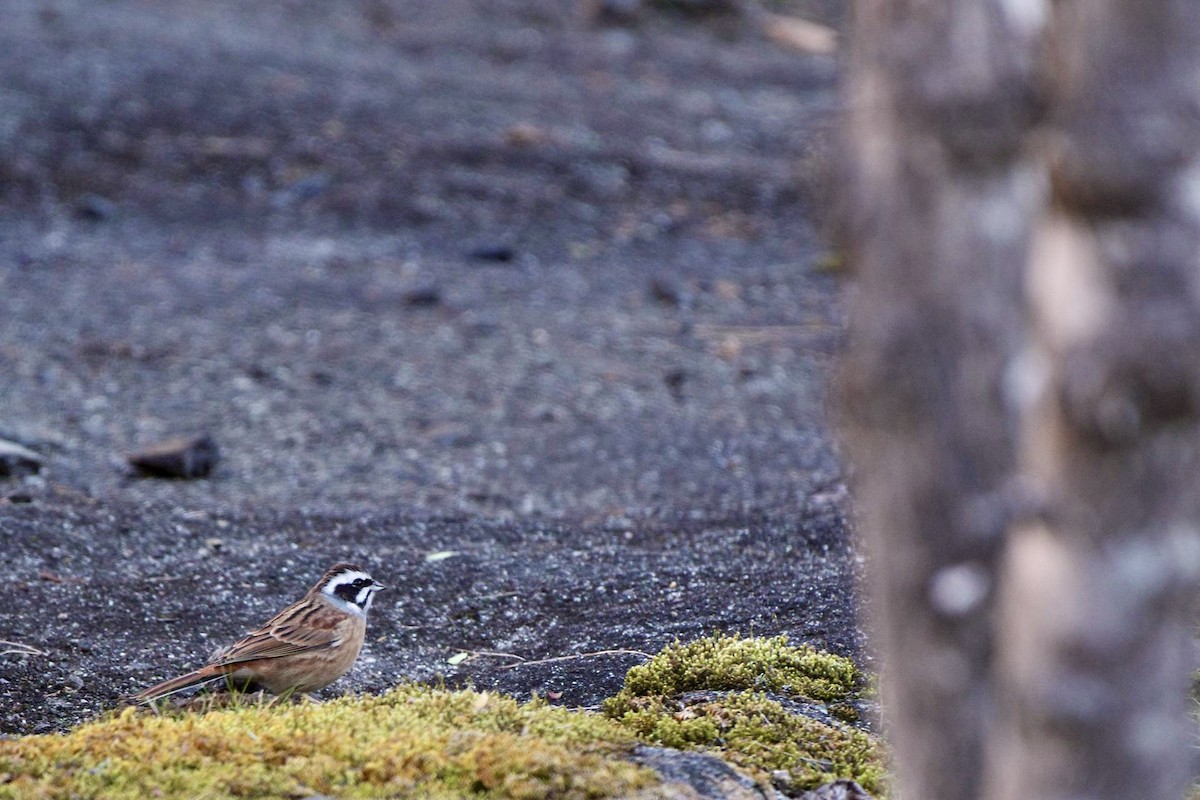 Meadow Bunting - ML611569600