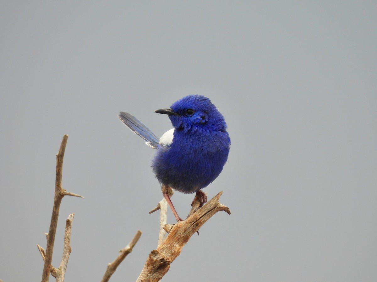 White-winged Fairywren - ML611569719