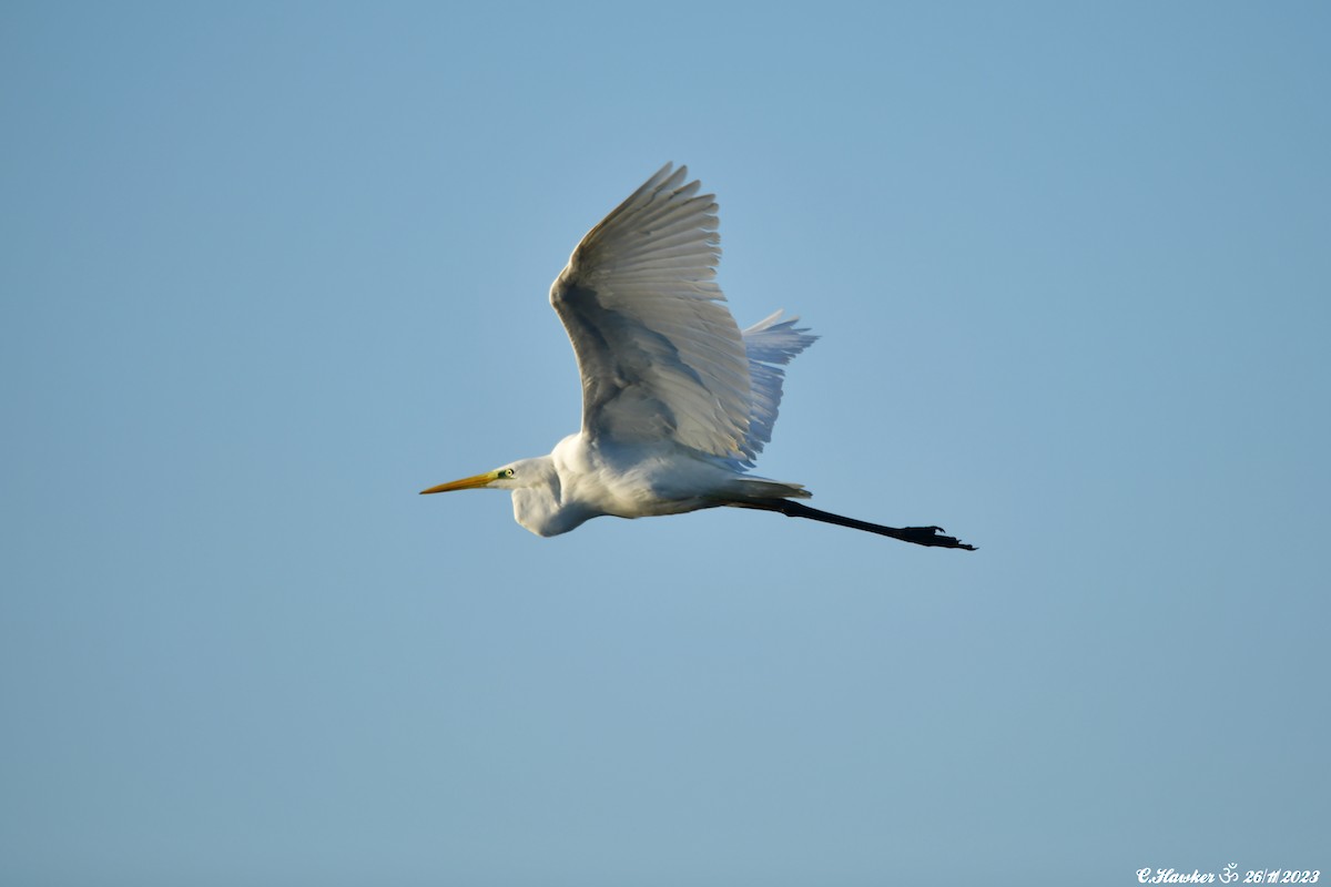 Great Egret - ML611569720