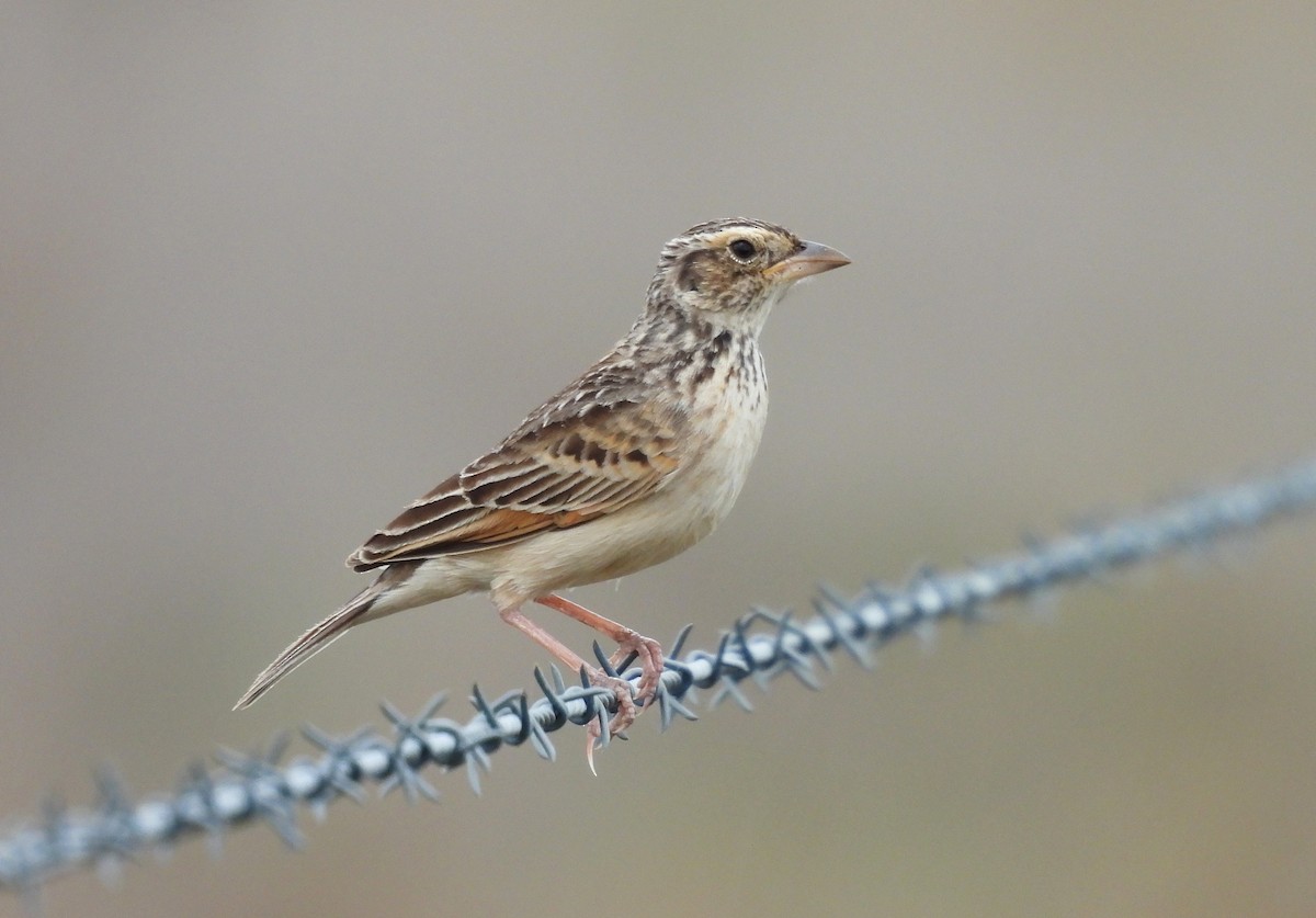 Singing Bushlark - ML611569722