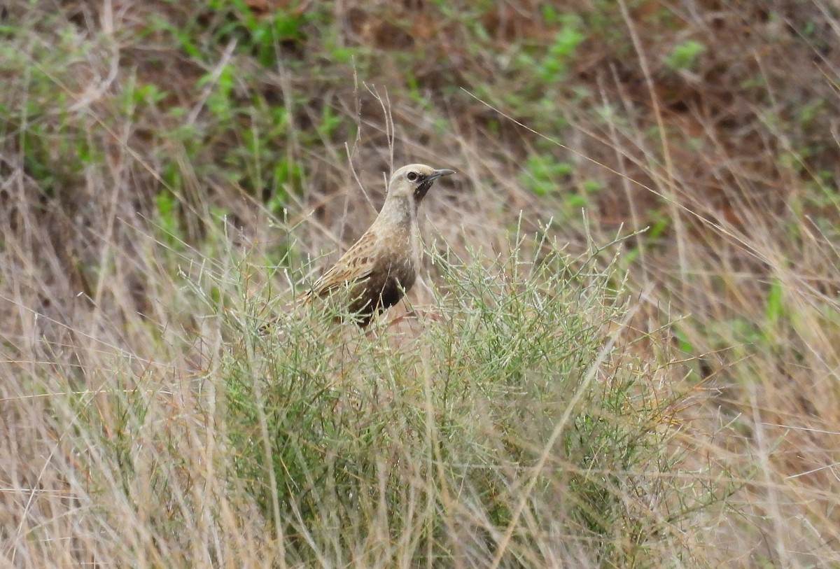 Brown Songlark - ML611569724