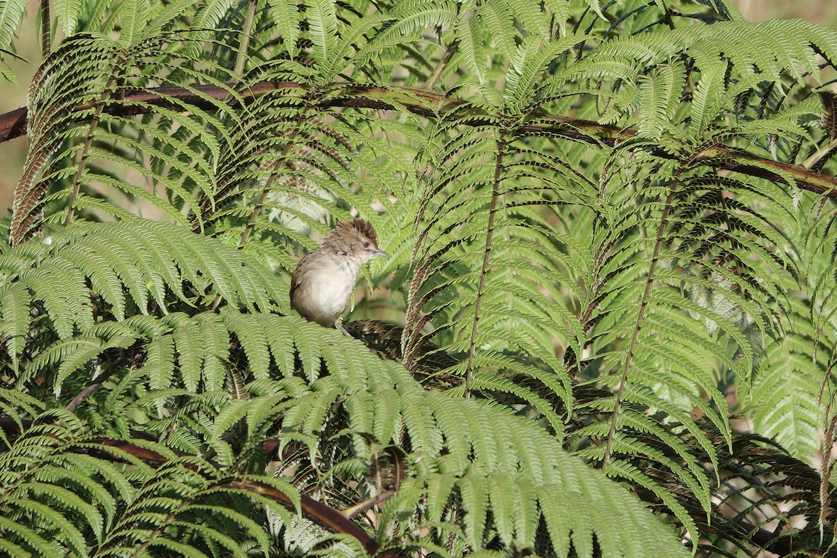 Papuan Grassbird - ML611569732