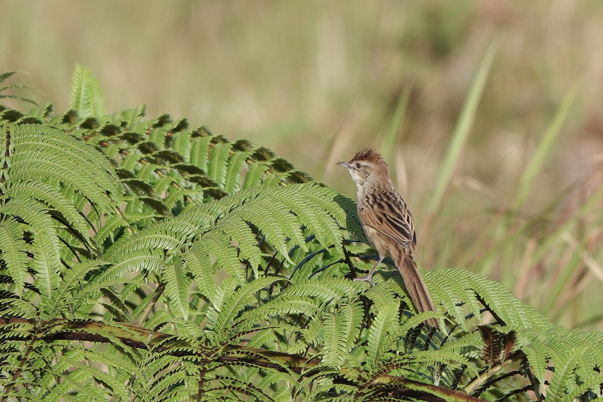 Papuan Grassbird - ML611569733