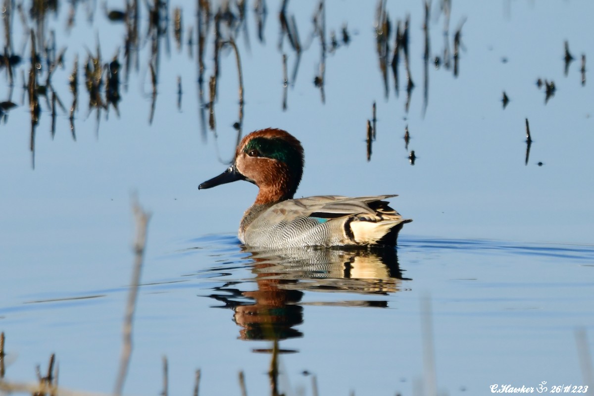 Green-winged Teal - ML611569749