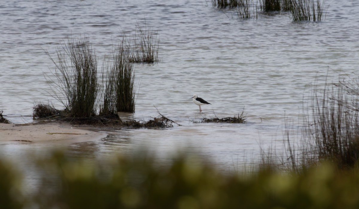 Pied Stilt - ML611569768