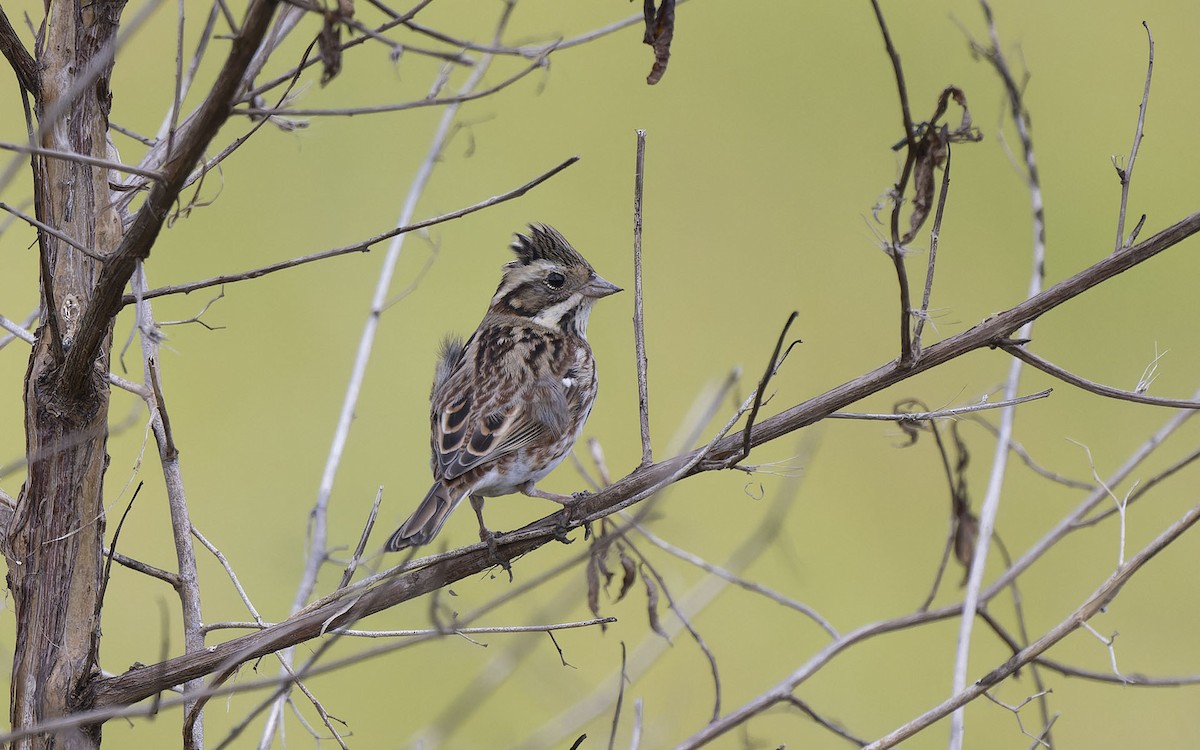 Rustic Bunting - ML611569774