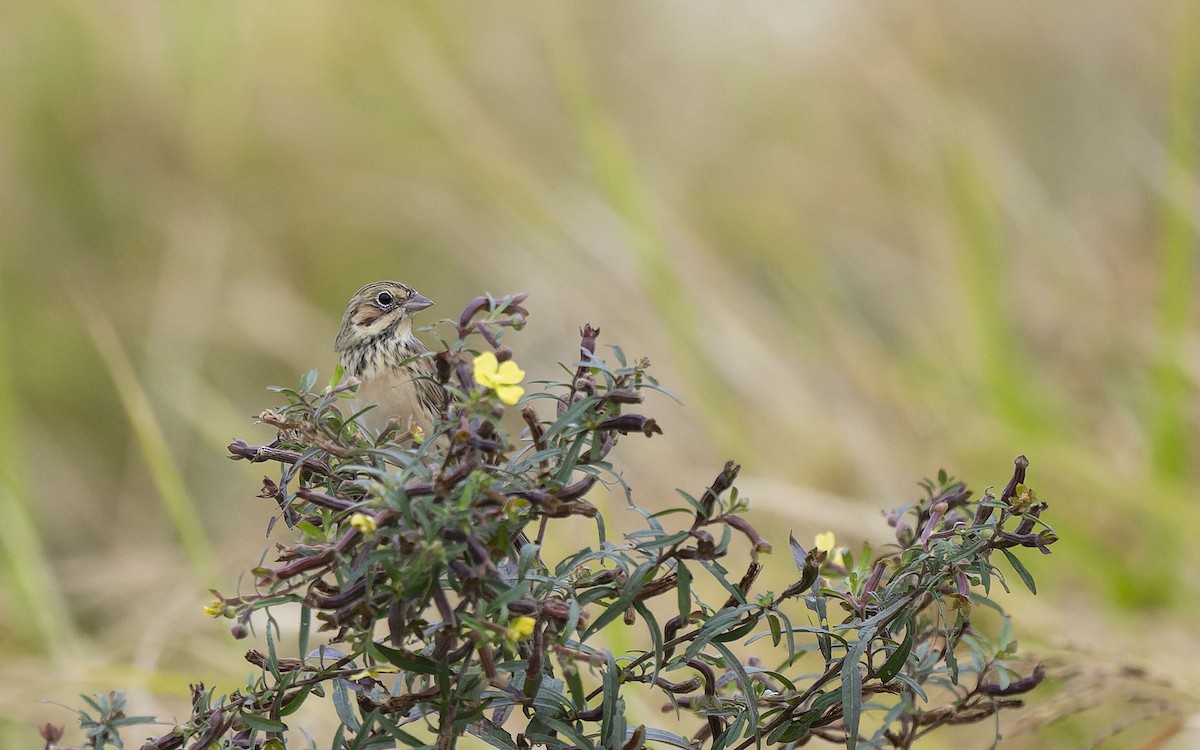 Chestnut-eared Bunting - ML611569777