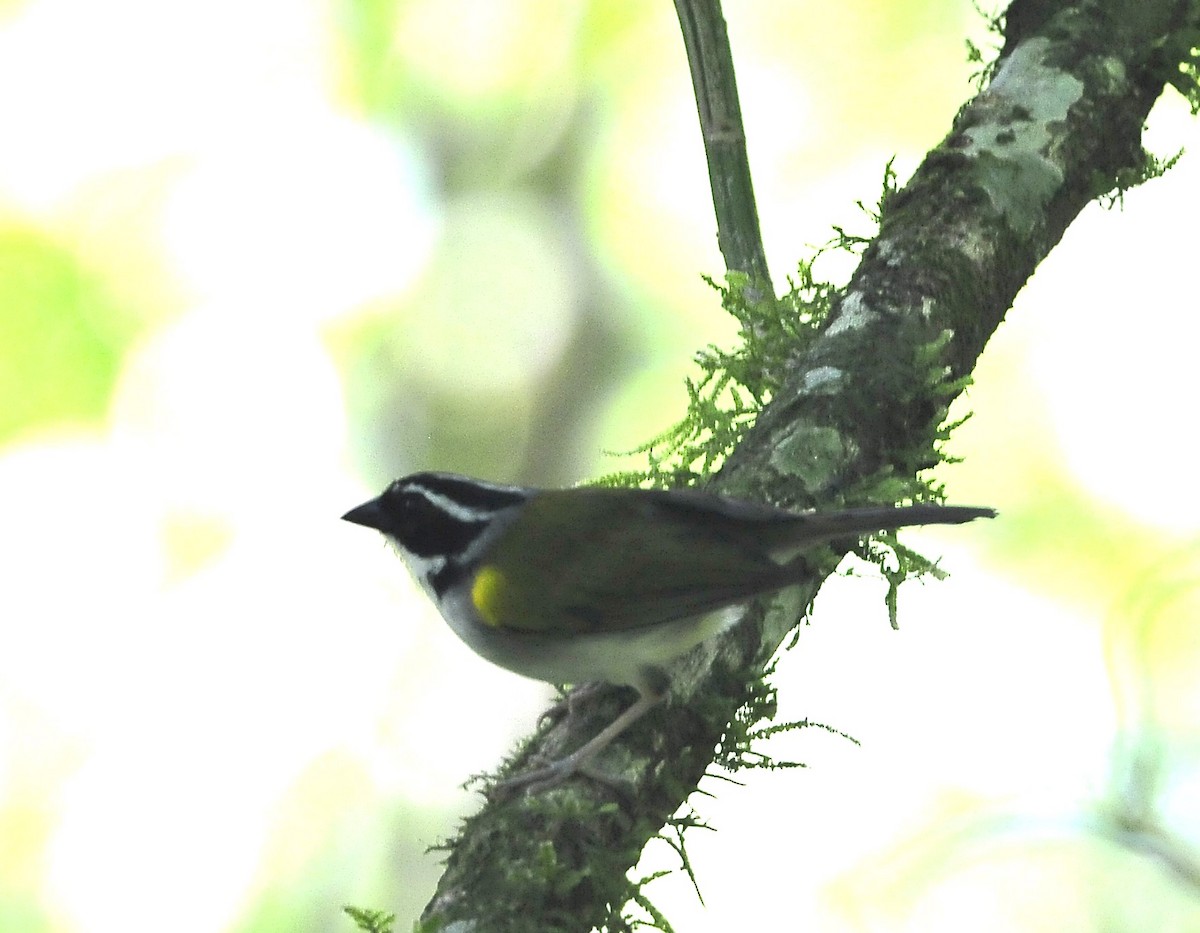 Tohi silencieux (taciturnus/nigrirostris) - ML611569851