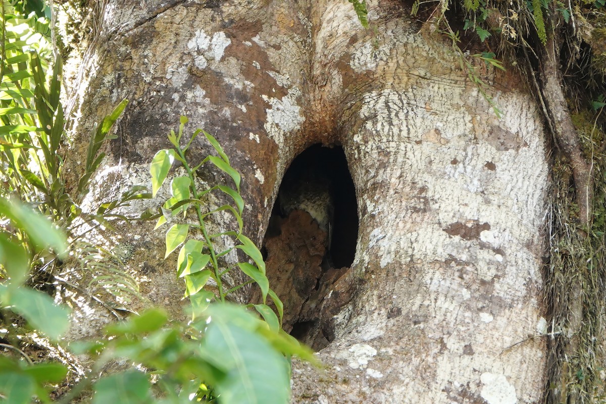 Vogelkop Owlet-nightjar - ML611569857