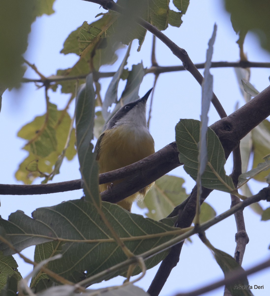 Green-backed Eremomela - ML611569950